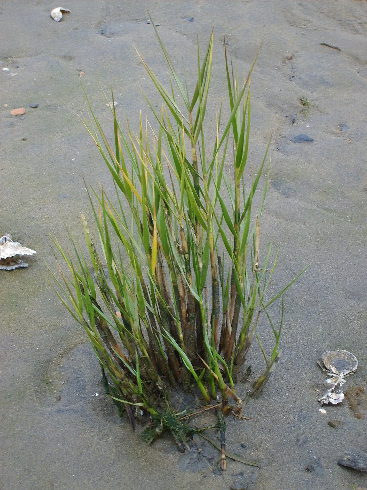 Small Cordgrass — photo by Miguel Sanz Alcántara