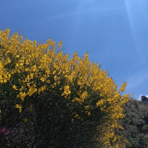 Spanish Broom — photo by HADDAD.L