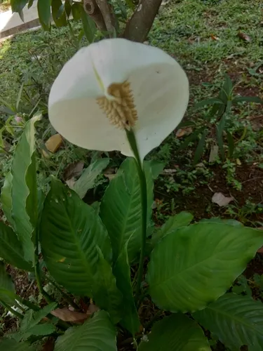 Peace Lily — photo by MUTIA AIZAHRANI
