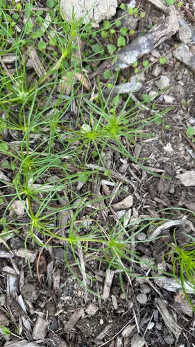 Corn Spurry