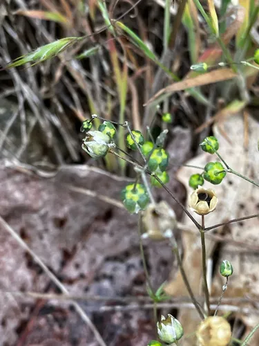 Wingstem Spurry — photo by Bryan Connolly