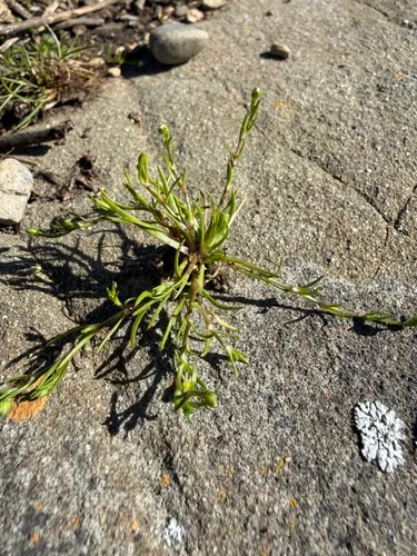 Canadian Sandspurry