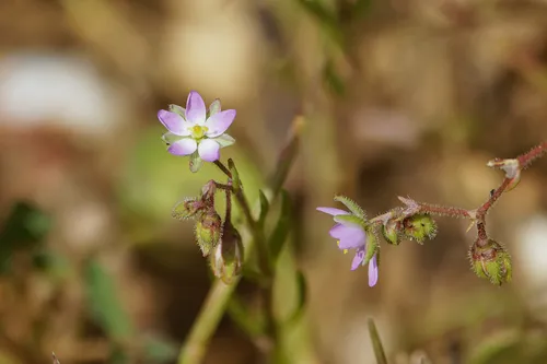 Alkali Sandspurry