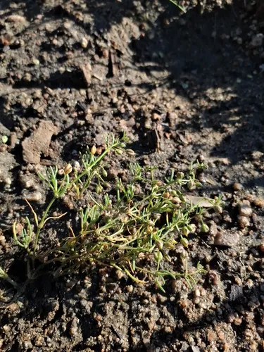 Bristleseed Sandspurry — photo by Pavel Kúr