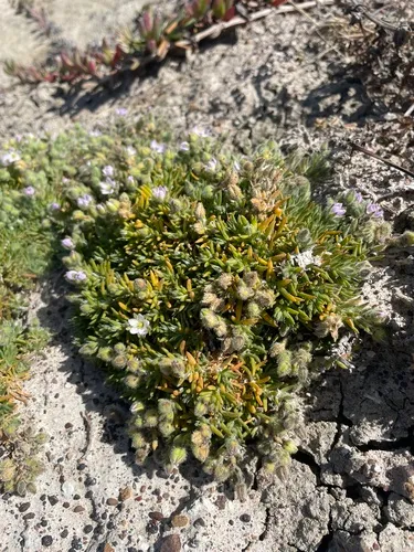 Sticky Sandspurry