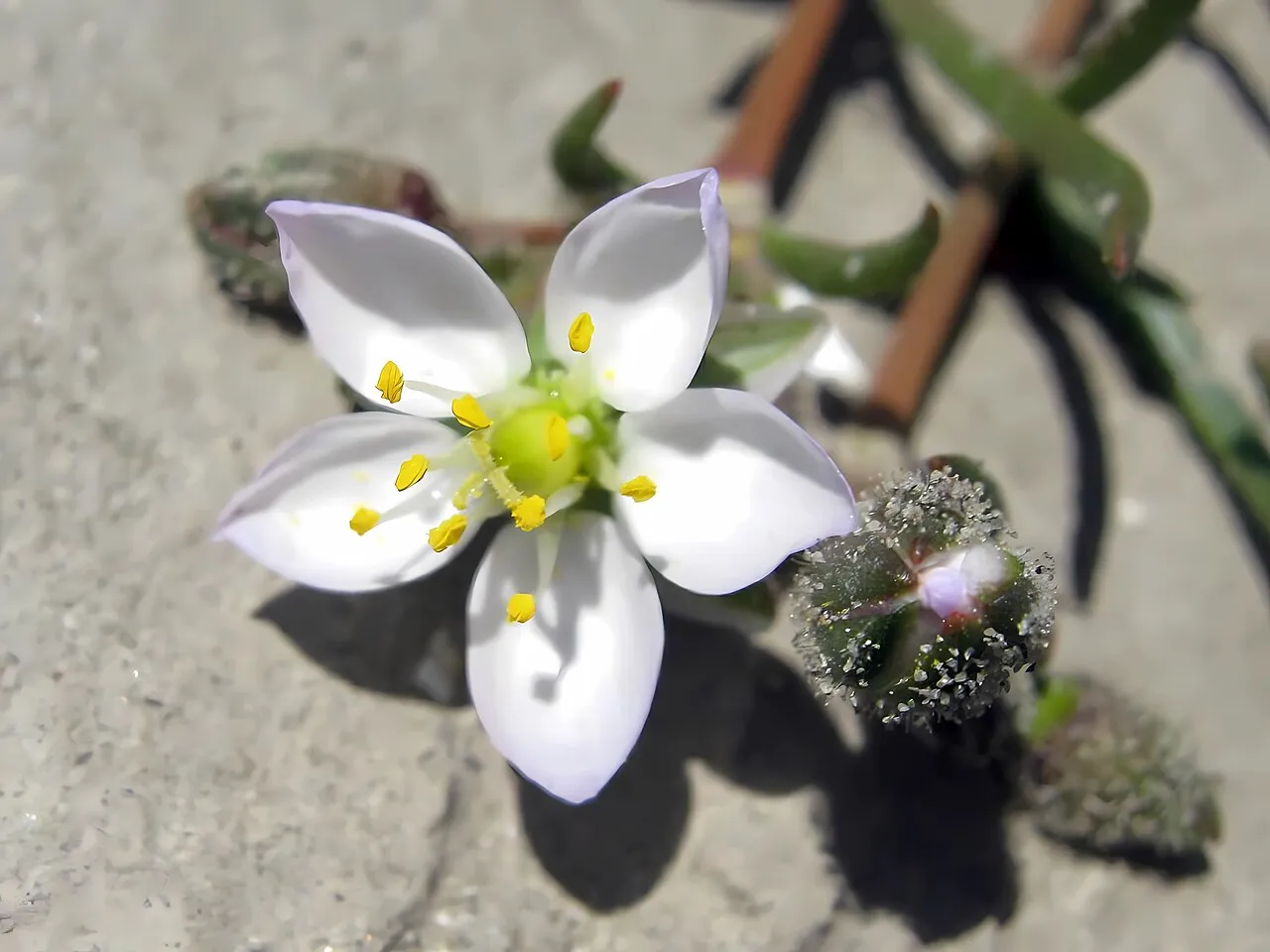 Media Sandspurry — photo by František Pleva