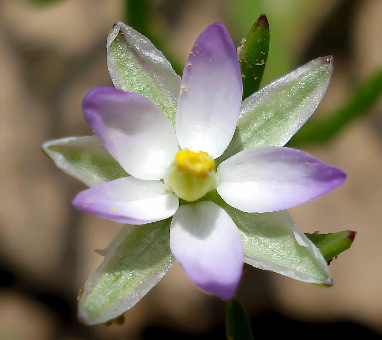 Salt Sandspurry