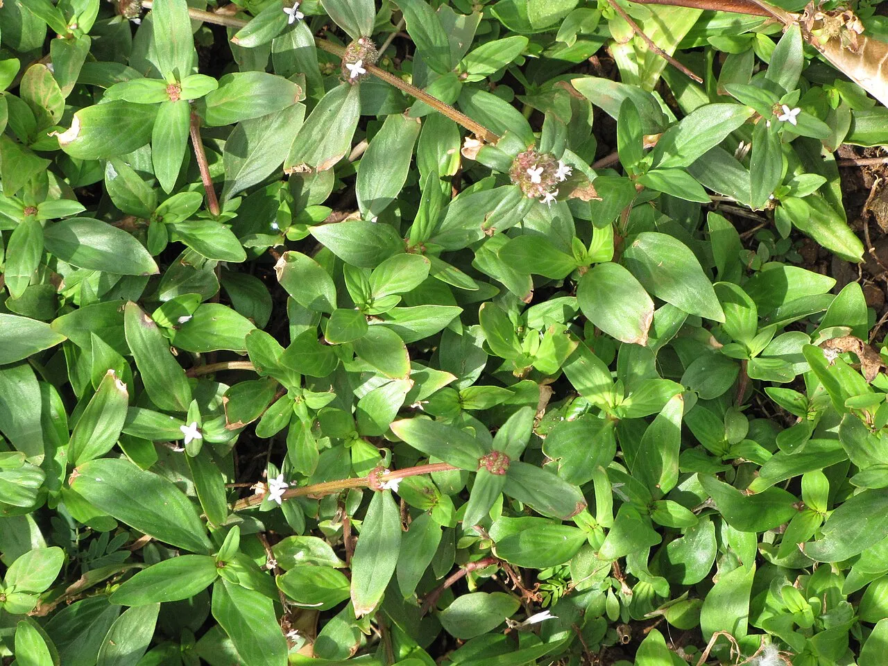 Woodland False Buttonweed — photo by Forest and Kim Starr
