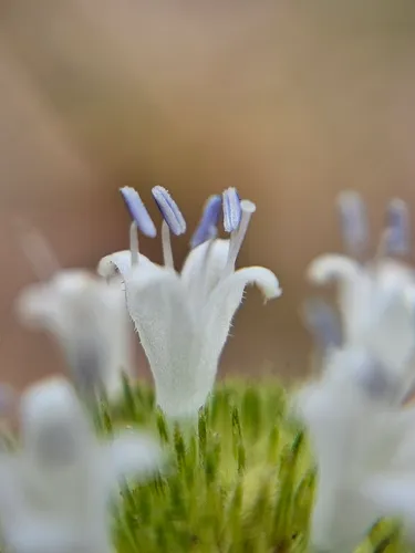 Baldhead False Buttonweed — photo by Celso Henrique Varela Rios