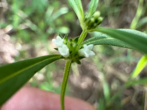 River False Buttonweed