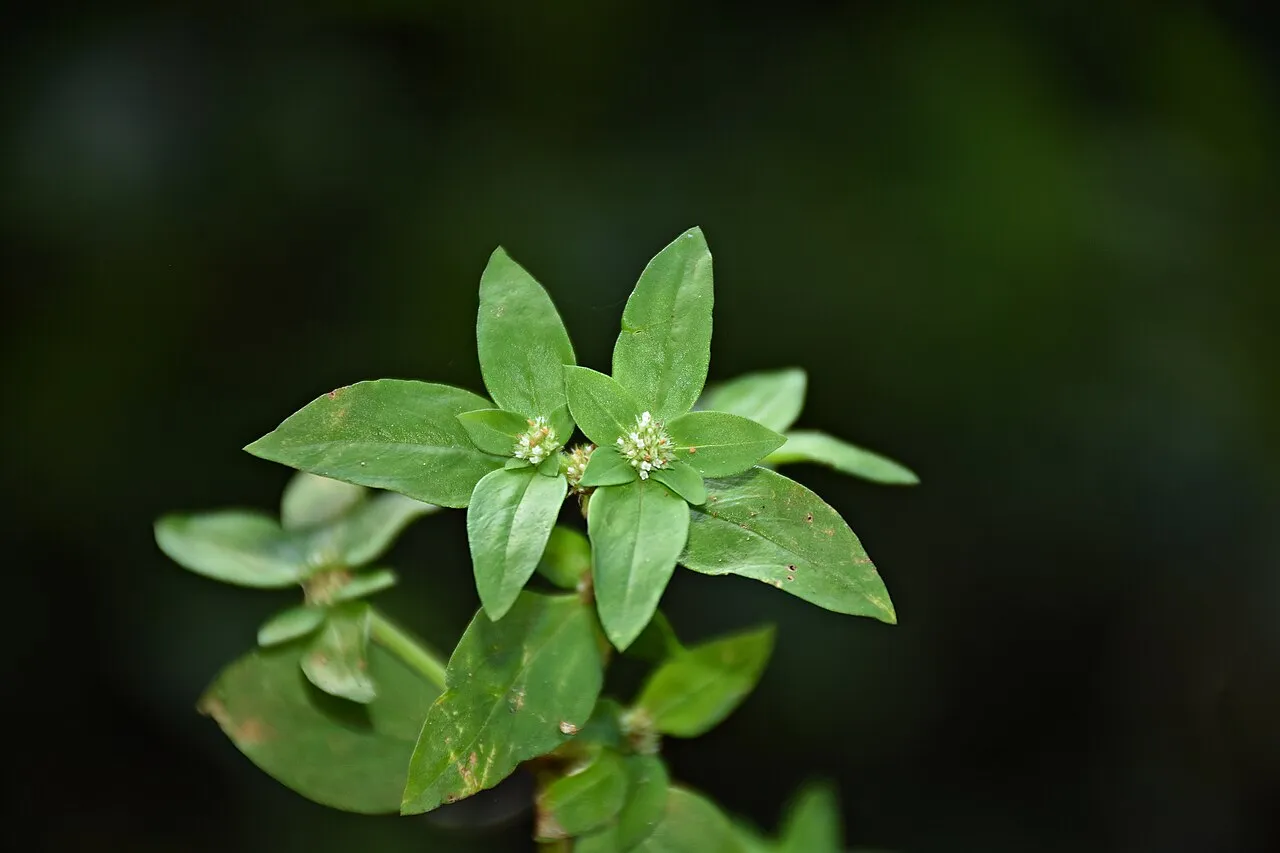 Pacific False Buttonweed — photo by FarEnd2018