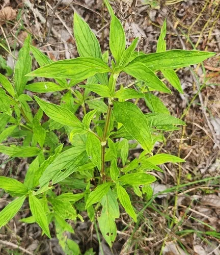 Smooth False Buttonweed — photo by katrina hashagen