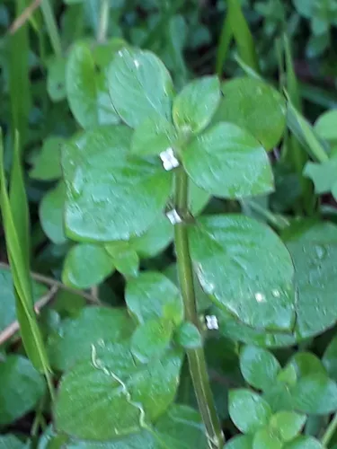 Oval-leaf False Buttonweed — photo by N.Bello