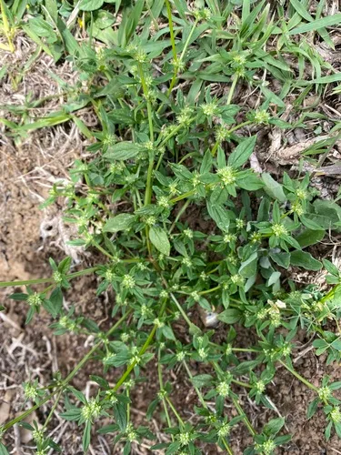 Broadleaf False Buttonweed — photo by Emily Franzen