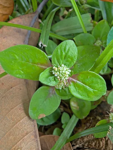 Prostrate False Buttonweed — photo by Maël Dewynter