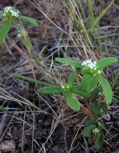 Slender False Buttonweed