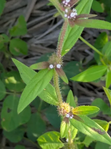 Pineland False Buttonweed