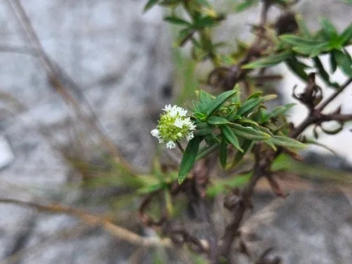 Shrubby False Buttonweed — photo by Flávio Mendes