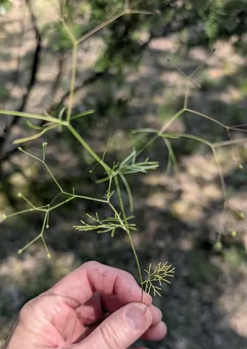 Roughfruit Scaleseed — photo by Jennifer Ogle