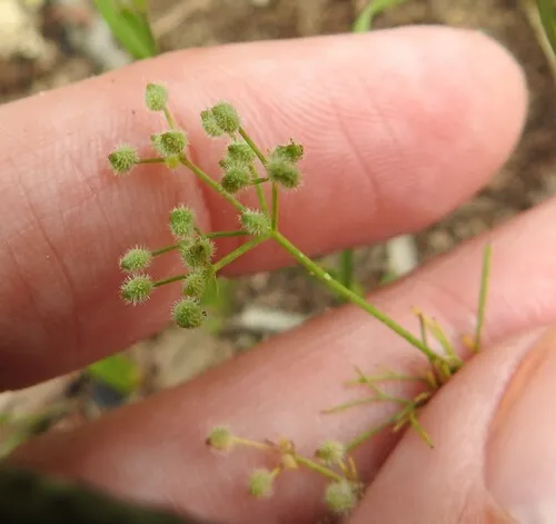 Bristly Scaleseed