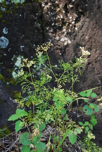 Hawai'i Scaleseed