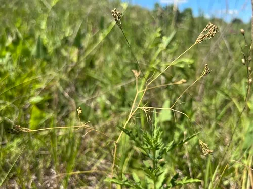 Red River Scaleseed