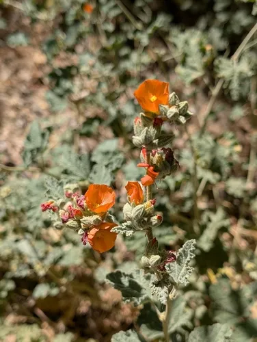 Desert Globemallow