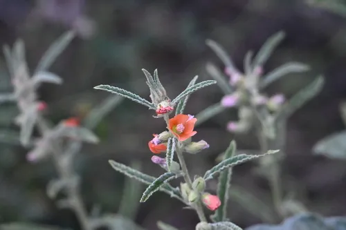 Copper Globemallow