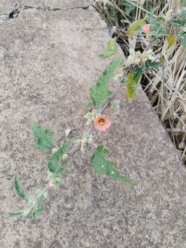 Latin Globemallow — photo by gernus terblanche