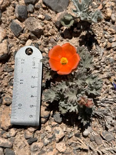 Tufted Globemallow — photo by odinbriem0
