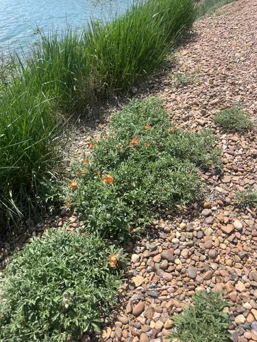 Scarlet Globemallow — photo by ratsoup
