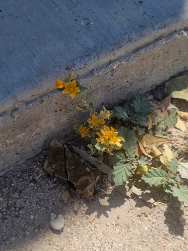 Coulter's Globemallow