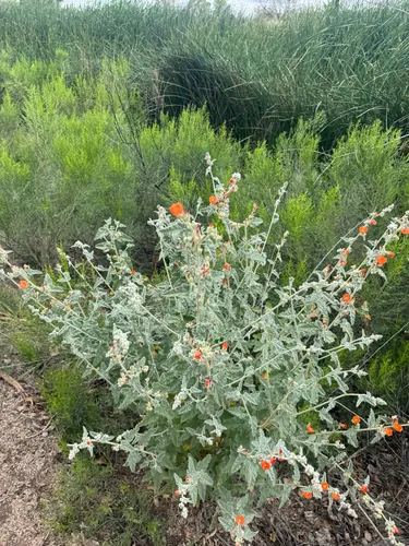 Emory's Globemallow