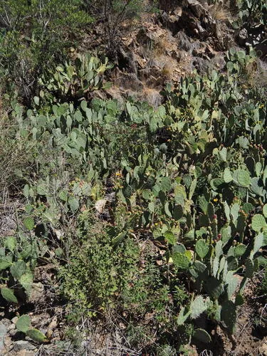 Fendler's Globemallow