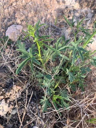 Gierisch's Globemallow — photo by Matt Reala