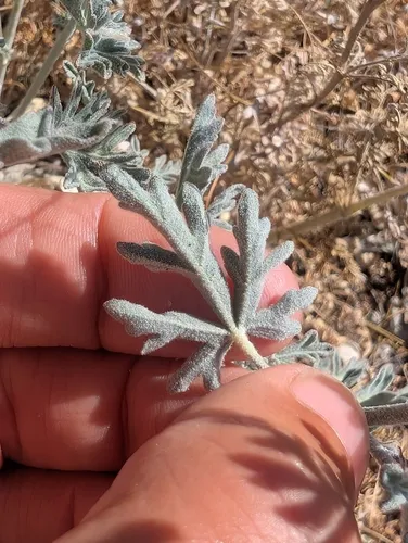 Gooseberryleaf Globemallow — photo by Lee