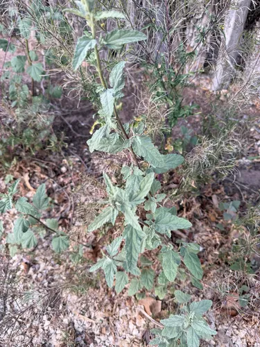 Gray Globemallow — photo by Cait Lippitt