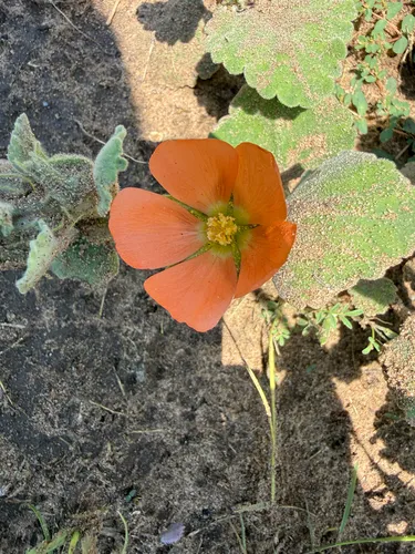 Woolly Globemallow — photo by Derek Muschalek