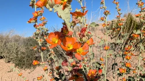 Carrizo Creek Globemallow