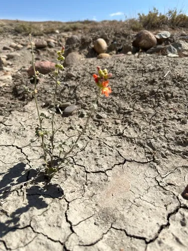 Small-leaf Globemallow — photo by Loraine Yeatts