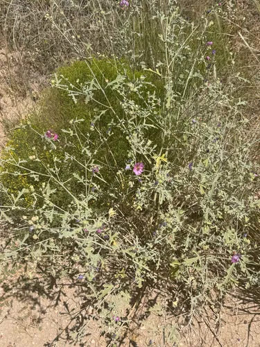 Hot Springs Globemallow — photo by jkrupnick