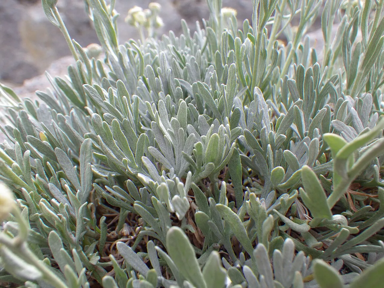 Gray Chickensage