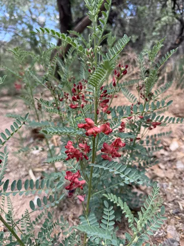 Alkali Swainsonpea — photo by Jacob A. Gorneau