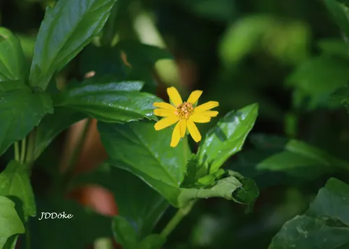Slender Creeping-oxeye — photo by Juan Diego Döke