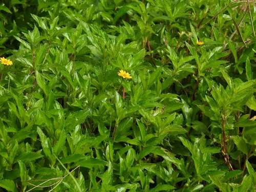 Bay Biscayne Creeping-oxeye