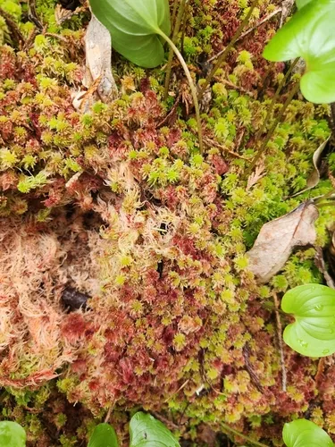 Sphagnum — photo by Katherine W
