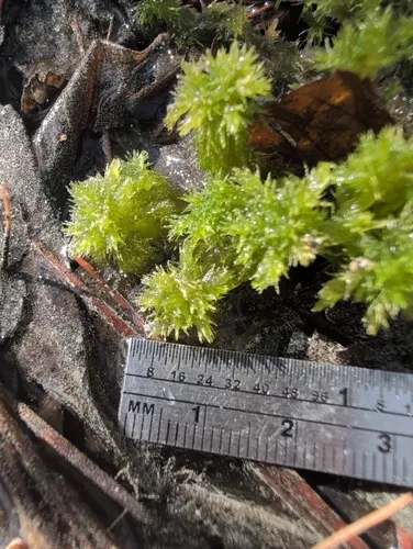 Carolina Sphagnum