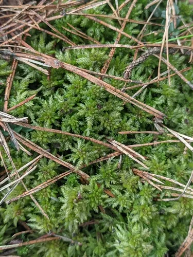 Sphagnum — photo by Марина Давлетшина