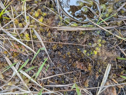 Low Sphagnum