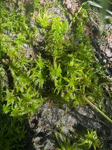Toothed Sphagnum — photo by danielmhsu